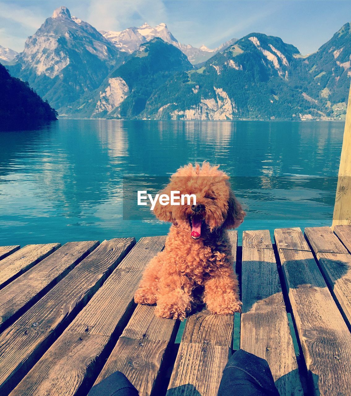 DOG SITTING ON PIER AT LAKE AGAINST MOUNTAINS