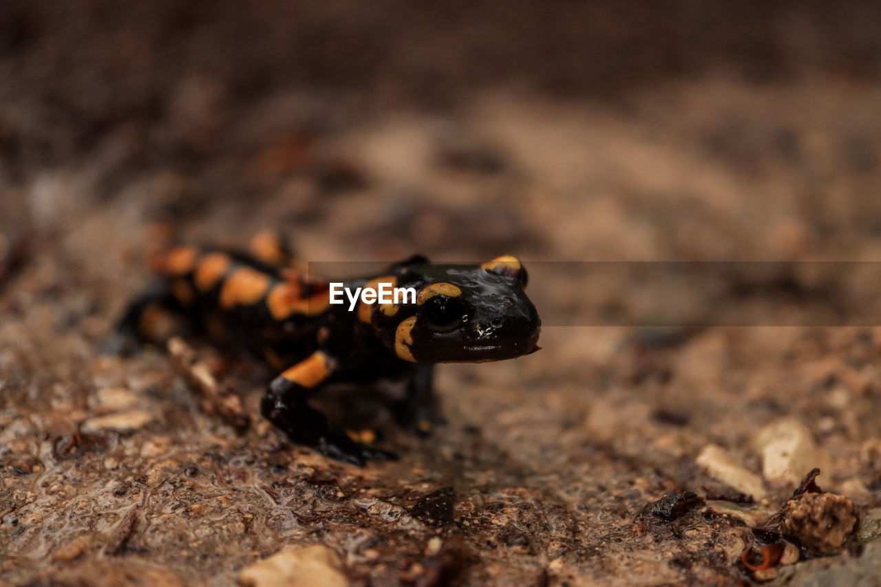 high angle view of lizard