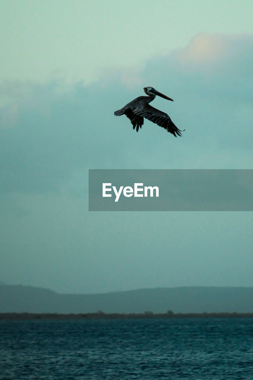 Low angle view of pelican flying over sea against sky