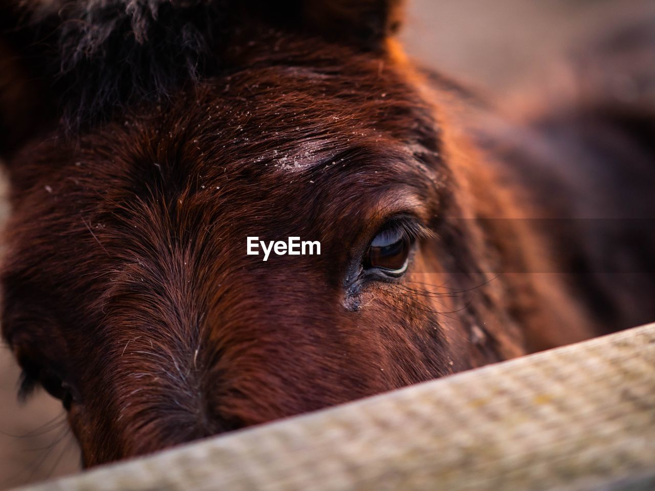 Close-up portrait of horse