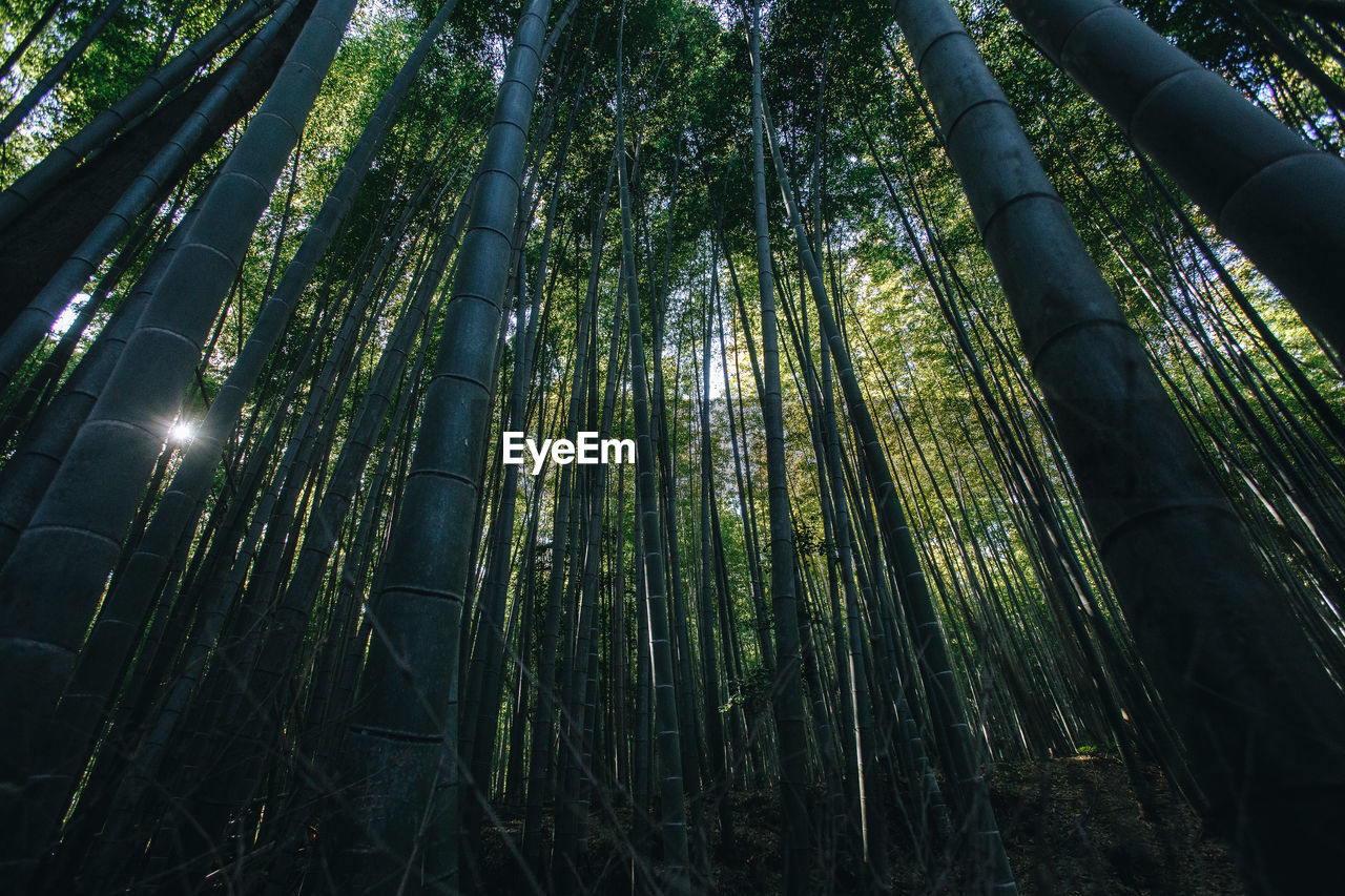 LOW ANGLE VIEW OF BAMBOO TREES IN THE FOREST