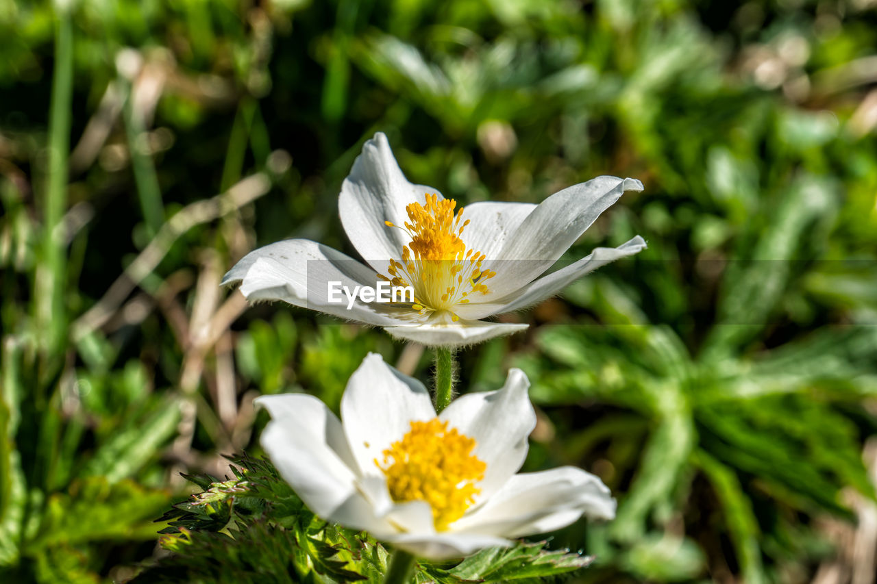 Close-up of white flower