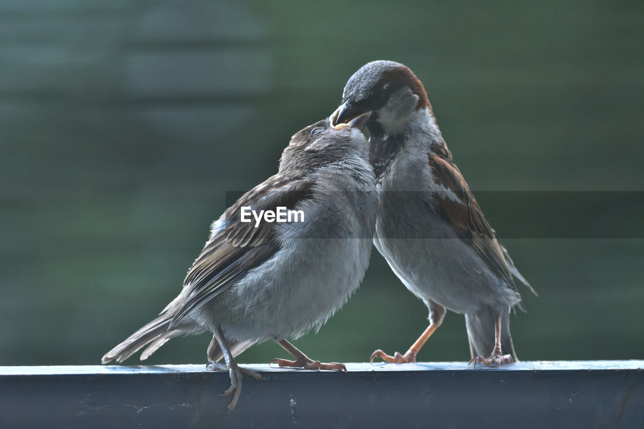 Close-up of bird perching outdoors