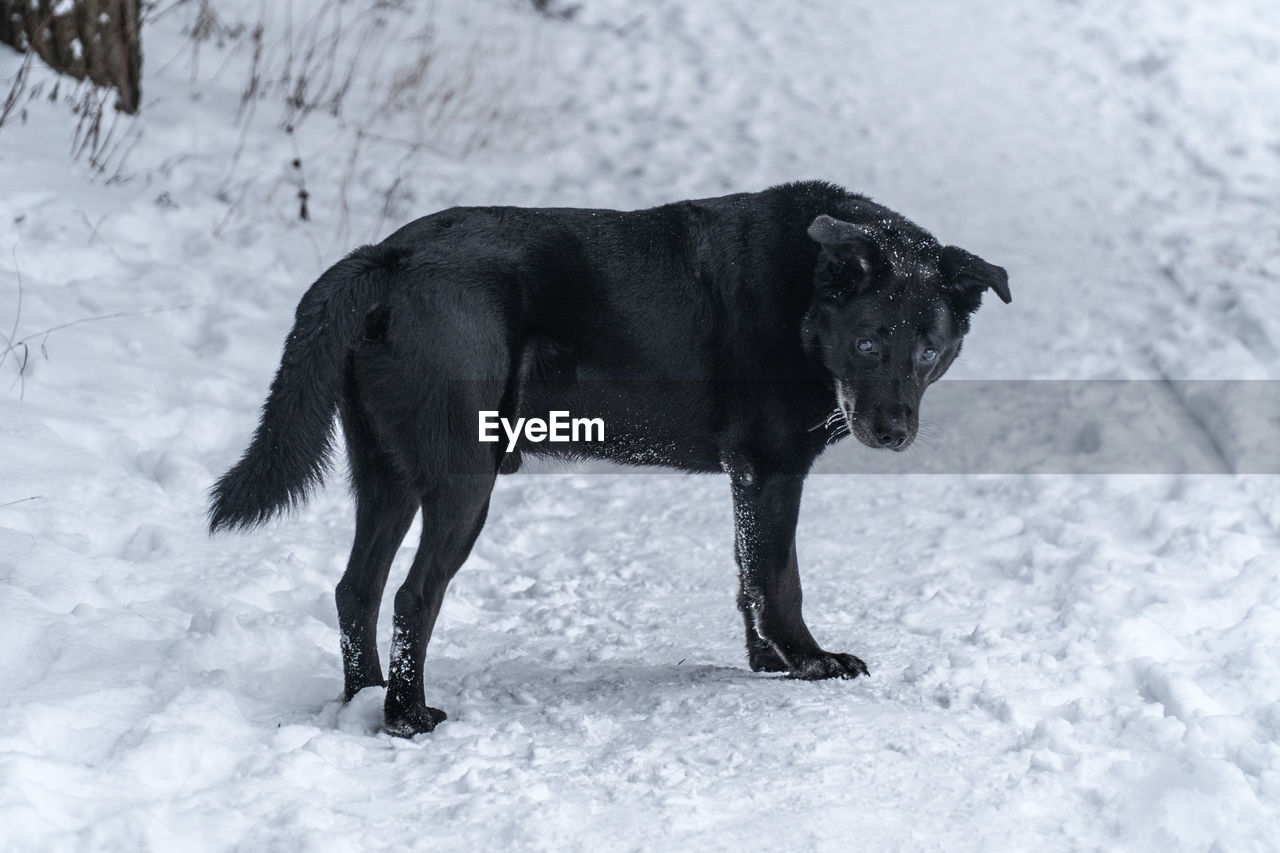 Side view portrait of dog on snow field