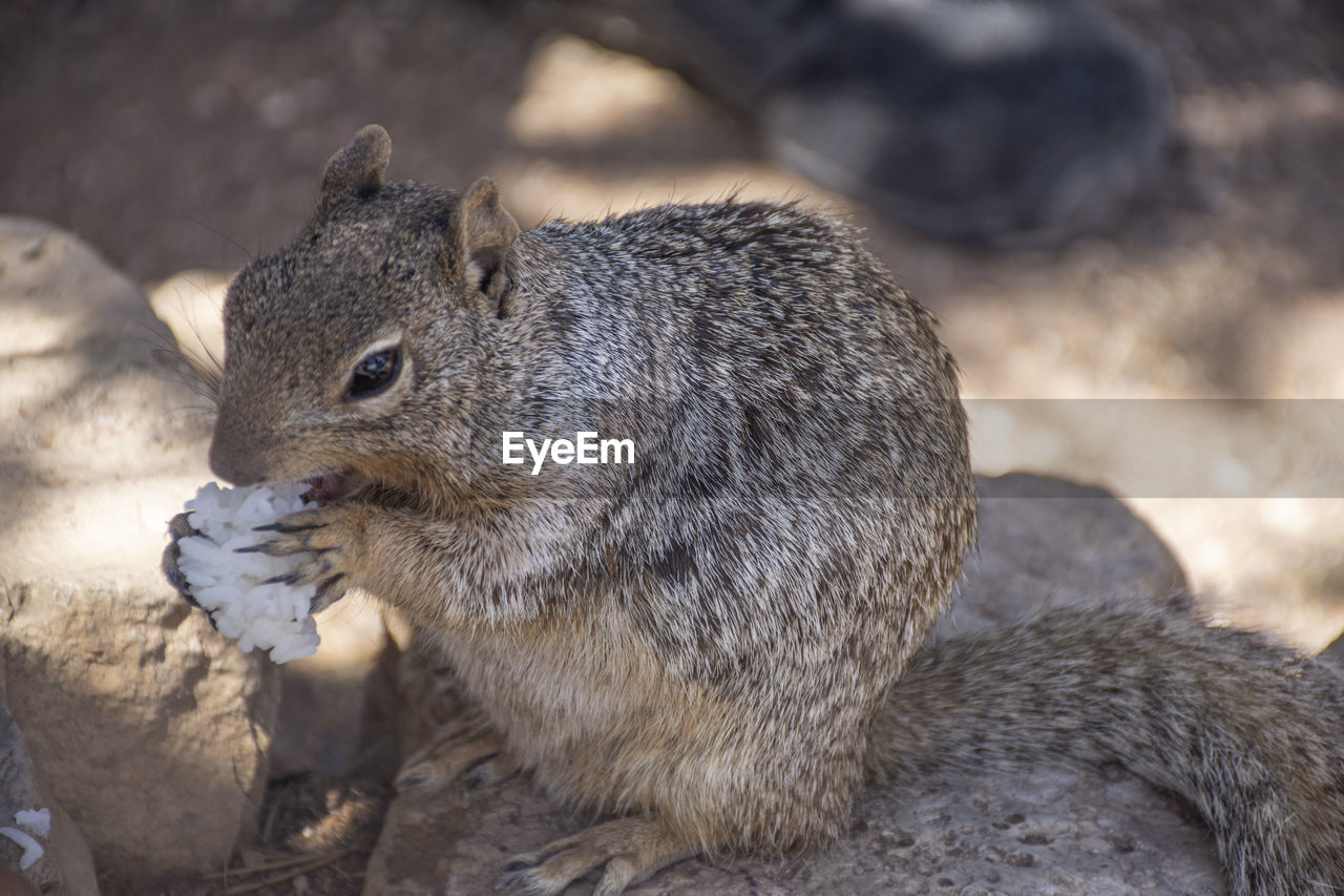 animal, animal themes, animal wildlife, squirrel, mammal, wildlife, one animal, whiskers, rodent, no people, eating, nature, outdoors, close-up, day, chipmunk, cute, focus on foreground, side view