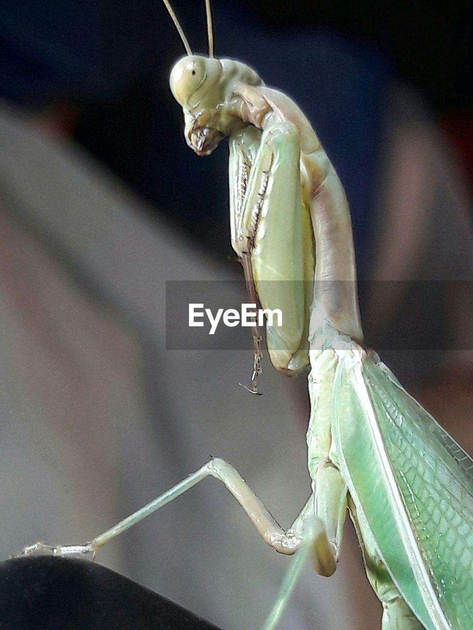 CLOSE-UP OF GRASSHOPPER