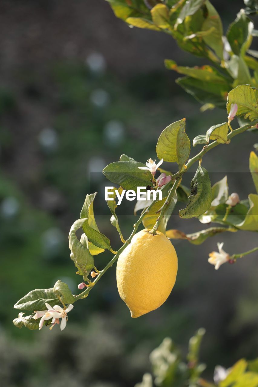 Close-up of lemon fruit and blossoms growing on tree