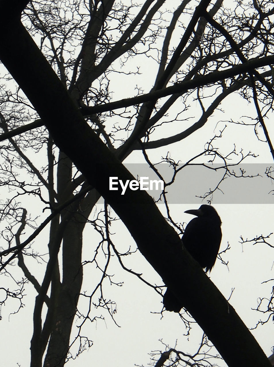 Low angle view of silhouette raven perching on tree