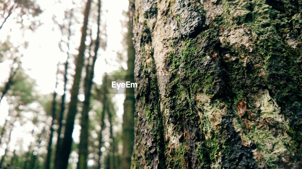 Low angle view of trees against sky