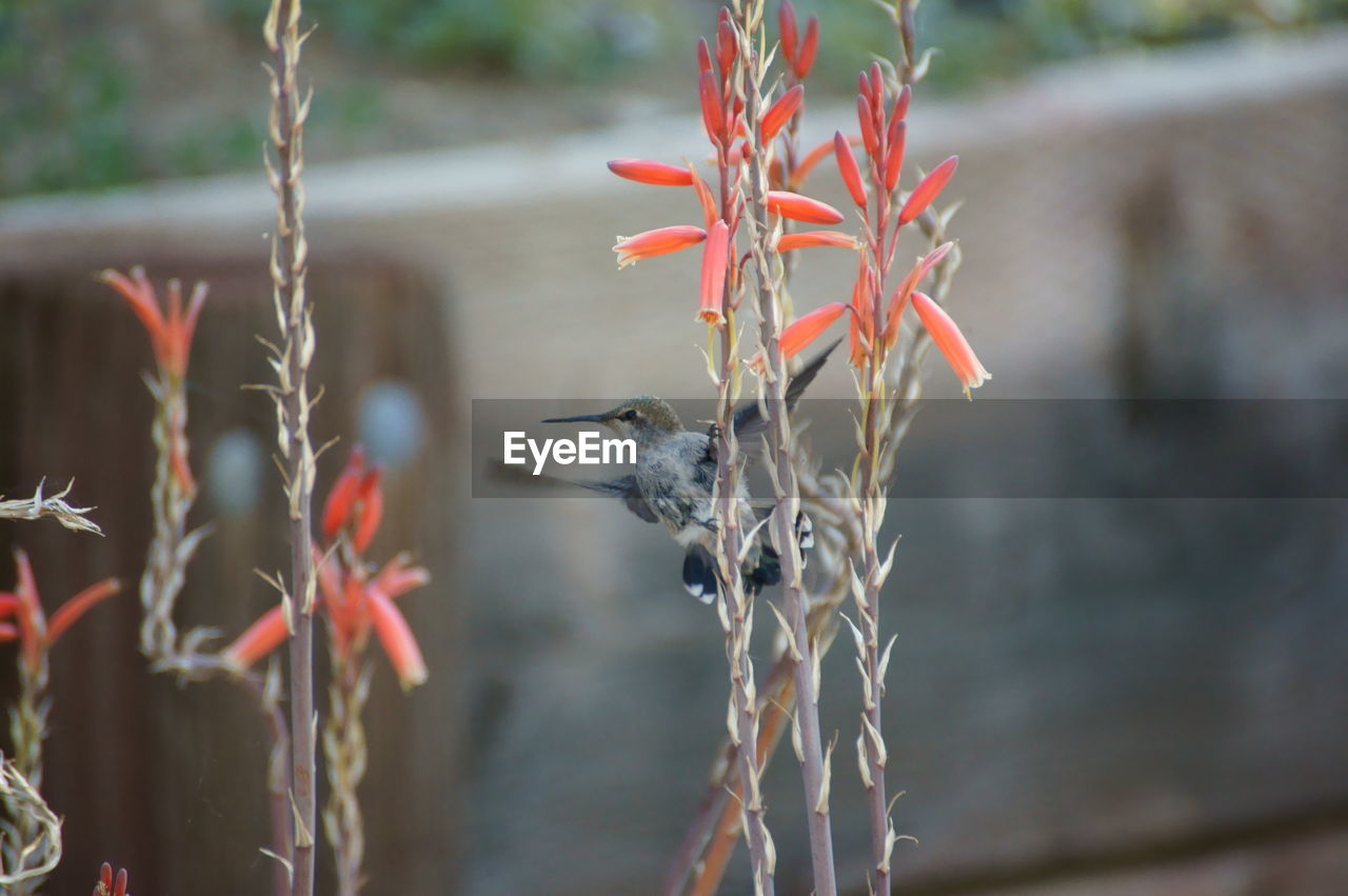 Bird on flower