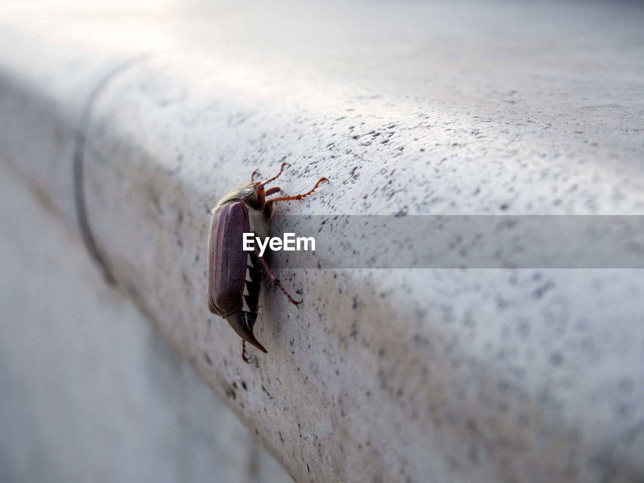 CLOSE-UP OF INSECT ON WALL