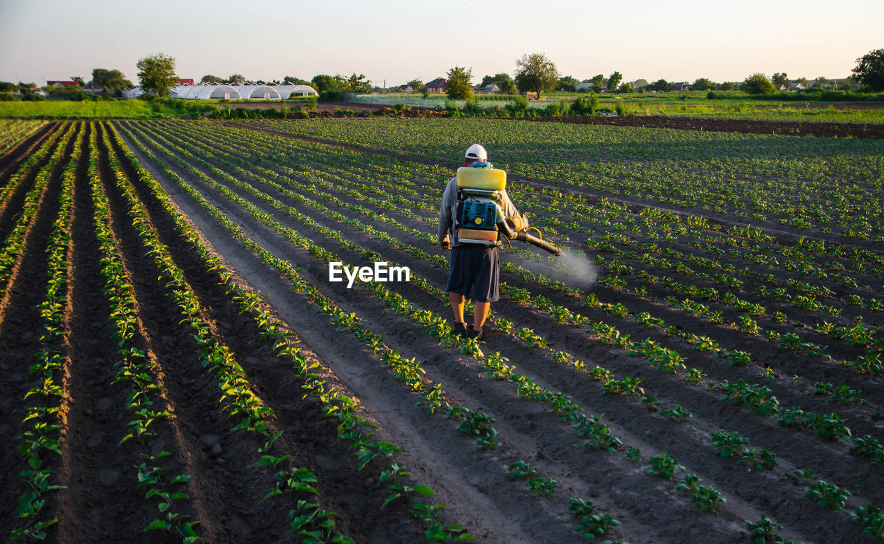 A worker with a sprayer works in the field. use of chemicals for protection of cultivated plants 