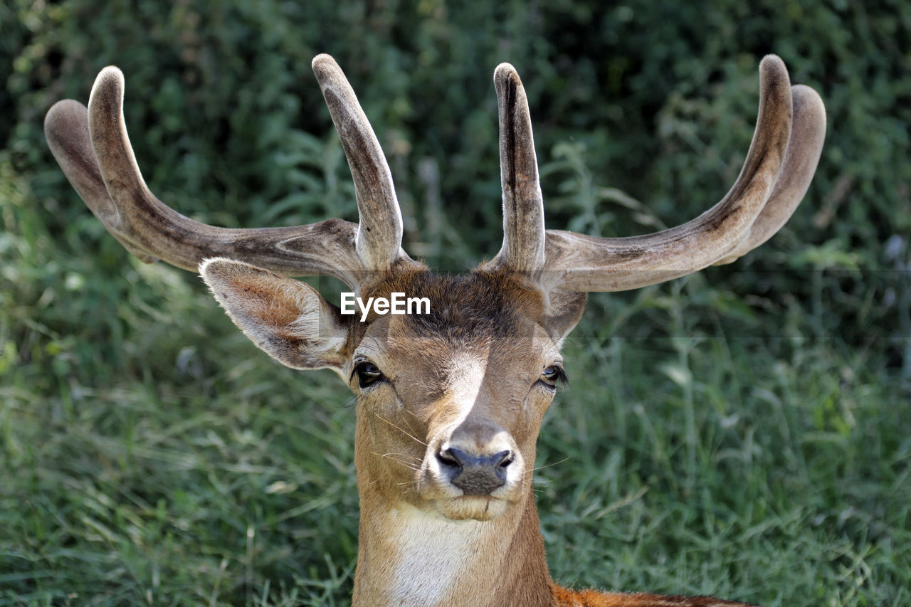 CLOSE-UP PORTRAIT OF DEER ON LAND