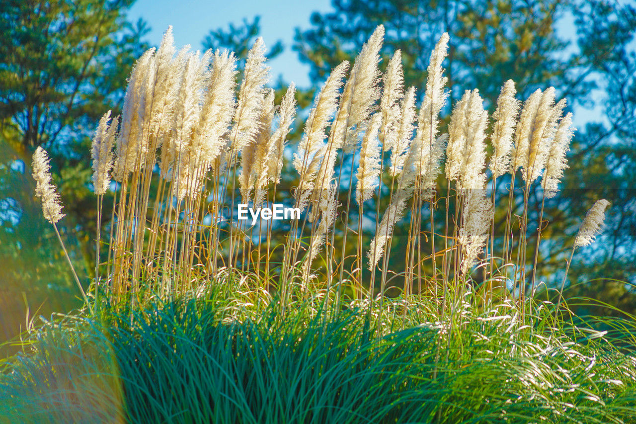 plant, growth, grass, nature, beauty in nature, land, sky, no people, flower, field, tranquility, landscape, tree, meadow, day, prairie, environment, green, outdoors, sunlight, close-up, focus on foreground, blue, rural scene, agriculture, freshness, scenics - nature, summer, flowering plant, crop, tranquil scene