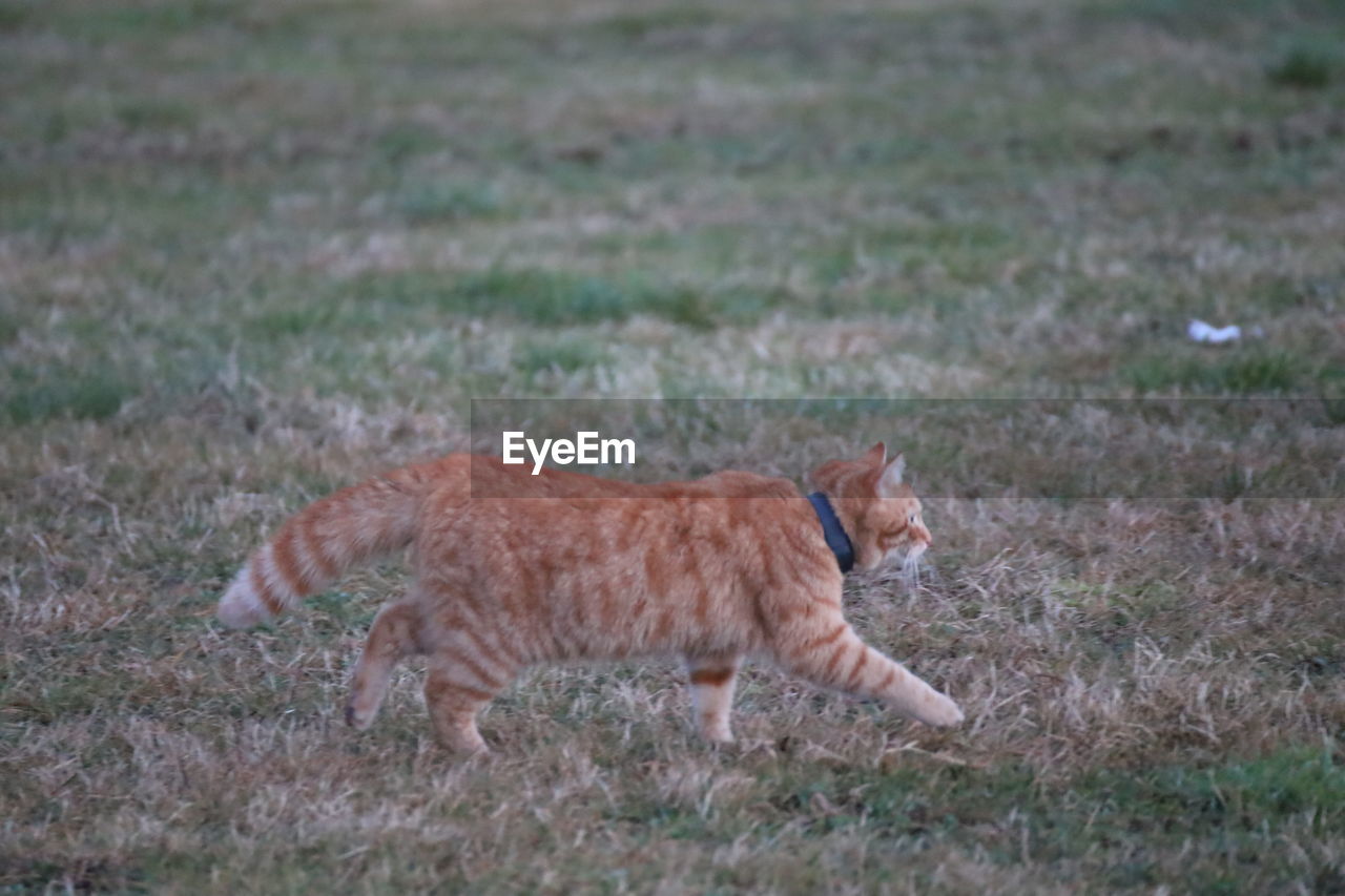 Side view of a cat walking on field