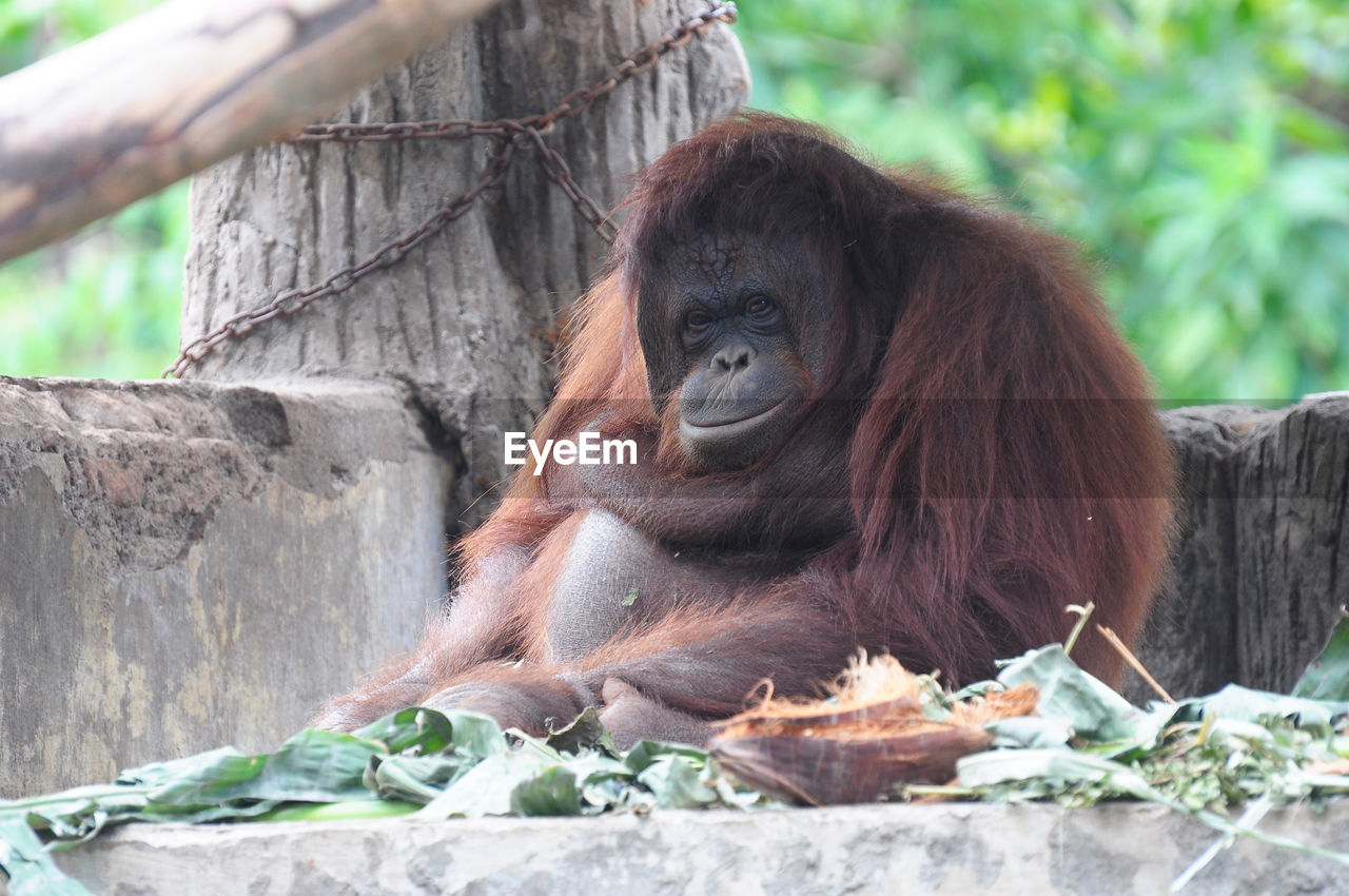 MONKEY EATING FOOD