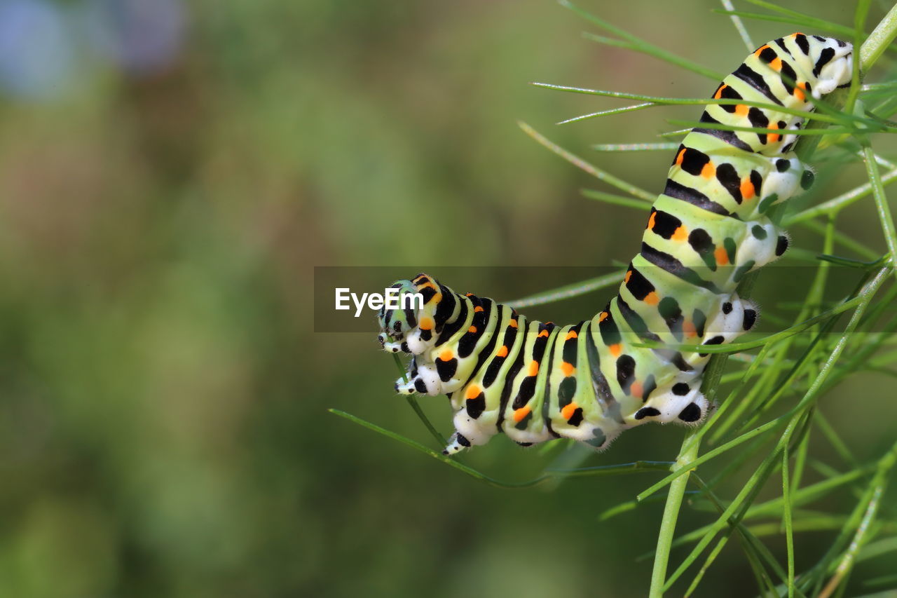 Close-up of swallowtail caterpillar on fennel leaf