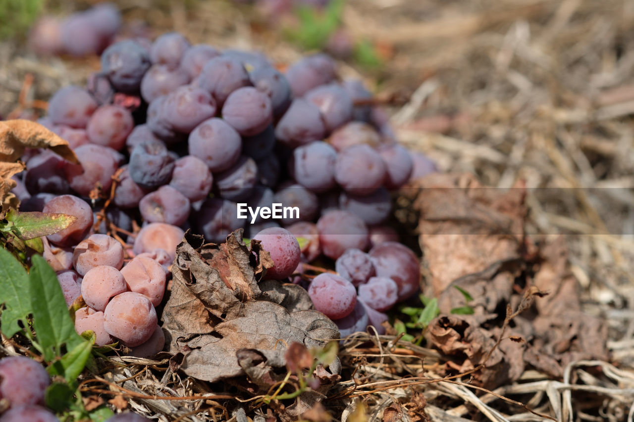 CLOSE-UP OF BERRIES ON FIELD