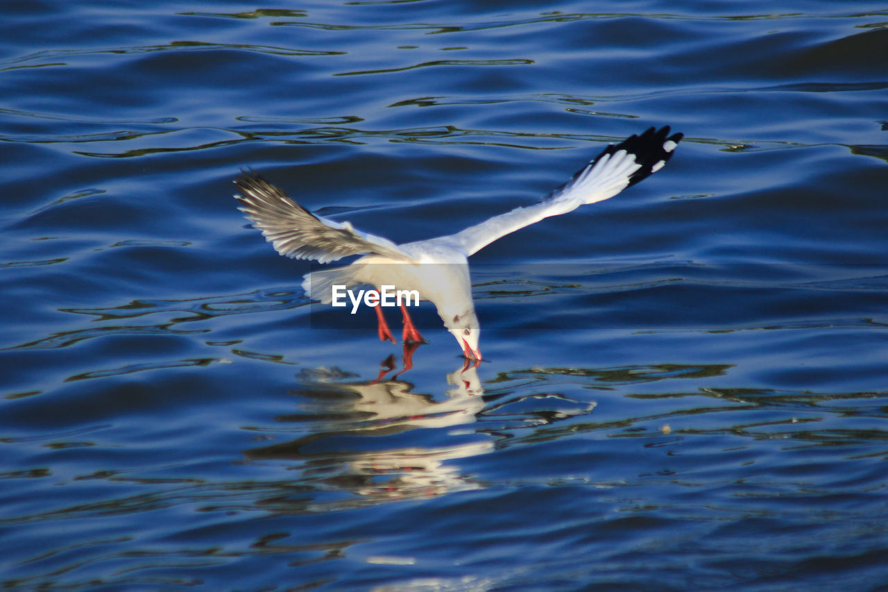 Seagull flying over lake