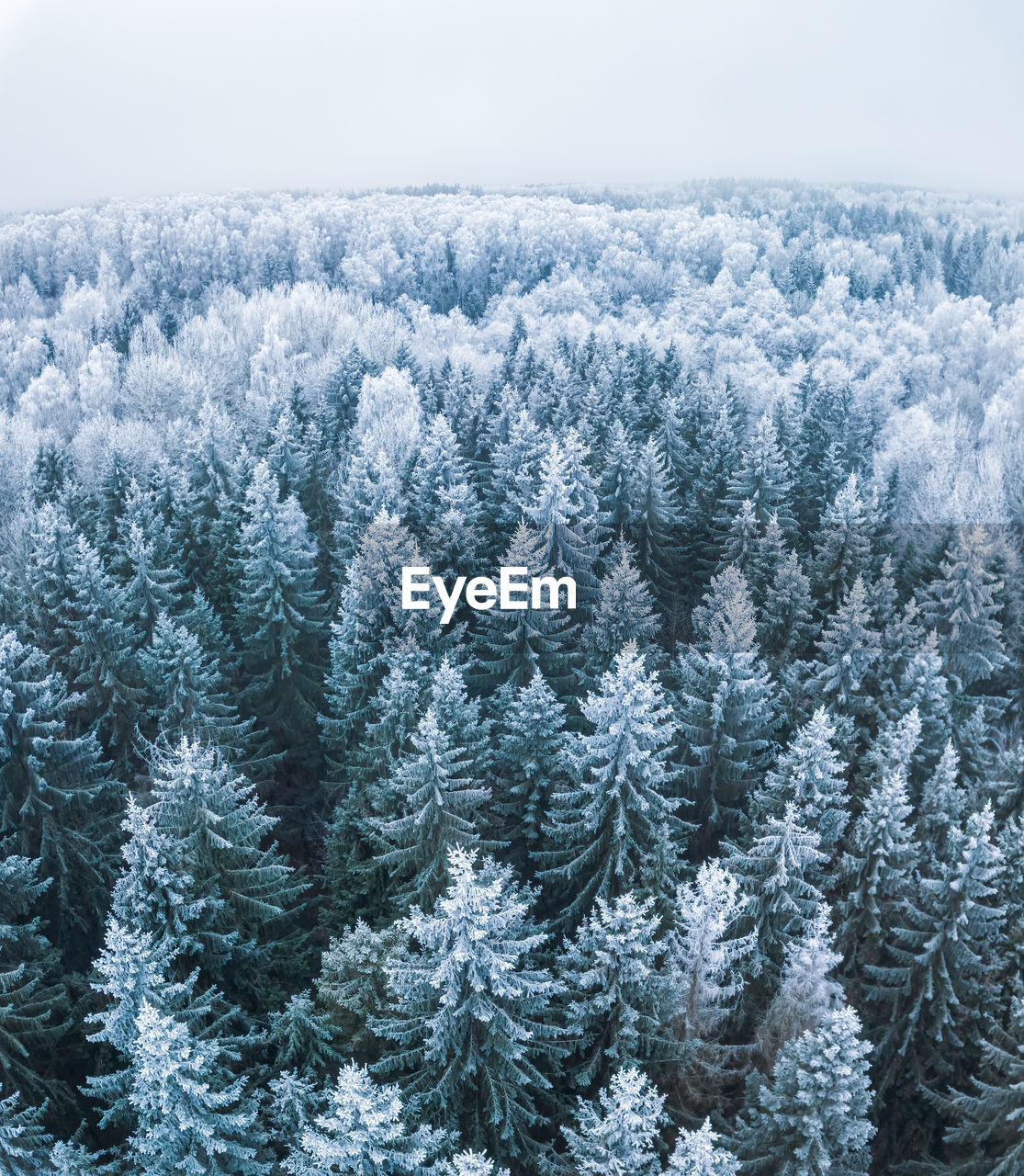 low angle view of trees against sky