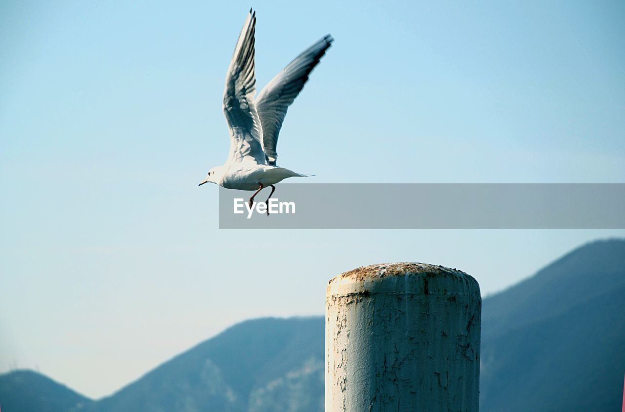 Low angle view of bird flying against clear sky