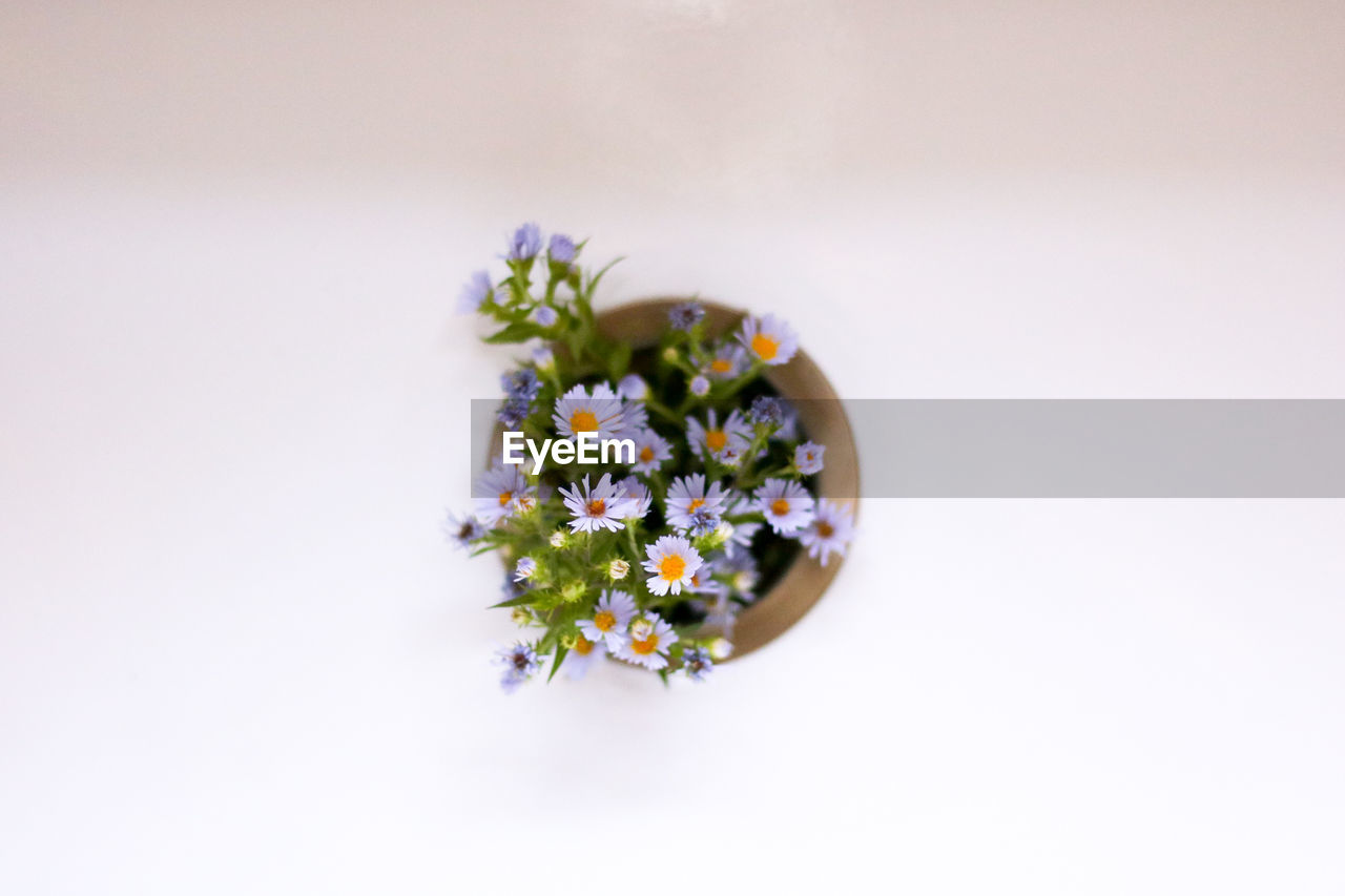 Close-up of flowers sticking out of sink drain. 