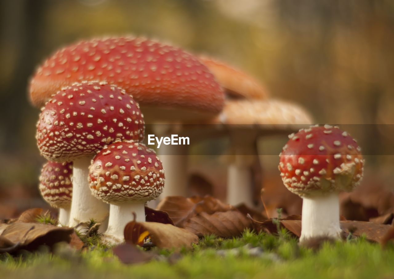 Close-up of fly agaric mushroom on field