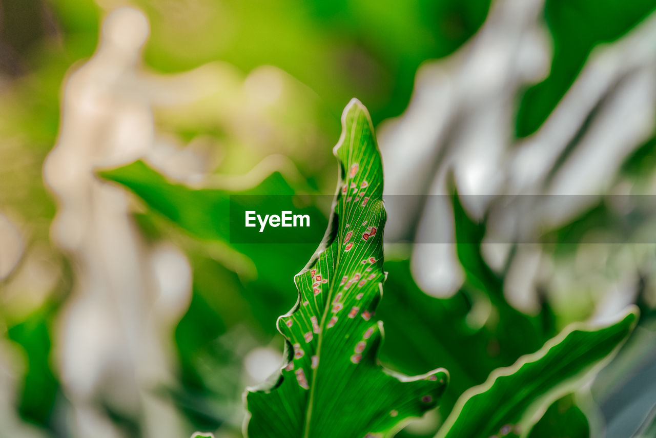 CLOSE-UP OF GREEN LEAF