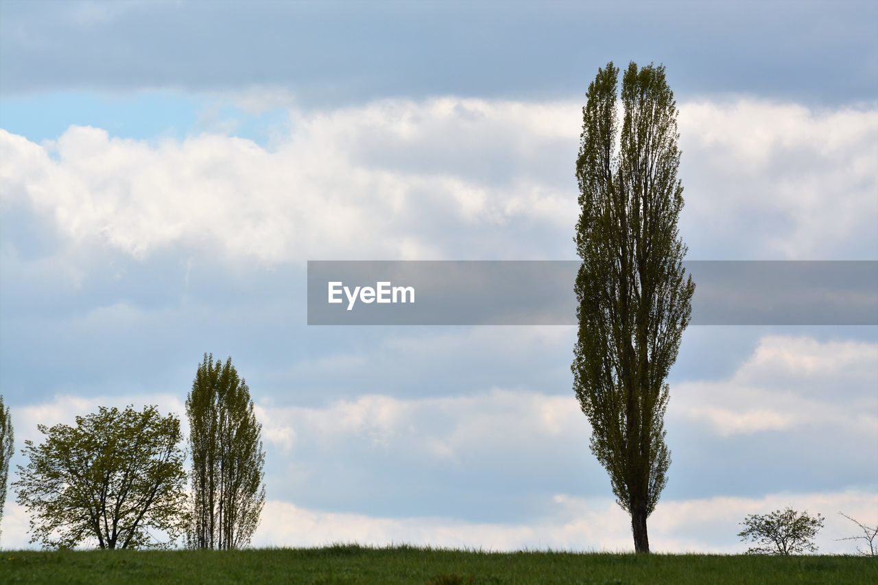 Trees on field against sky