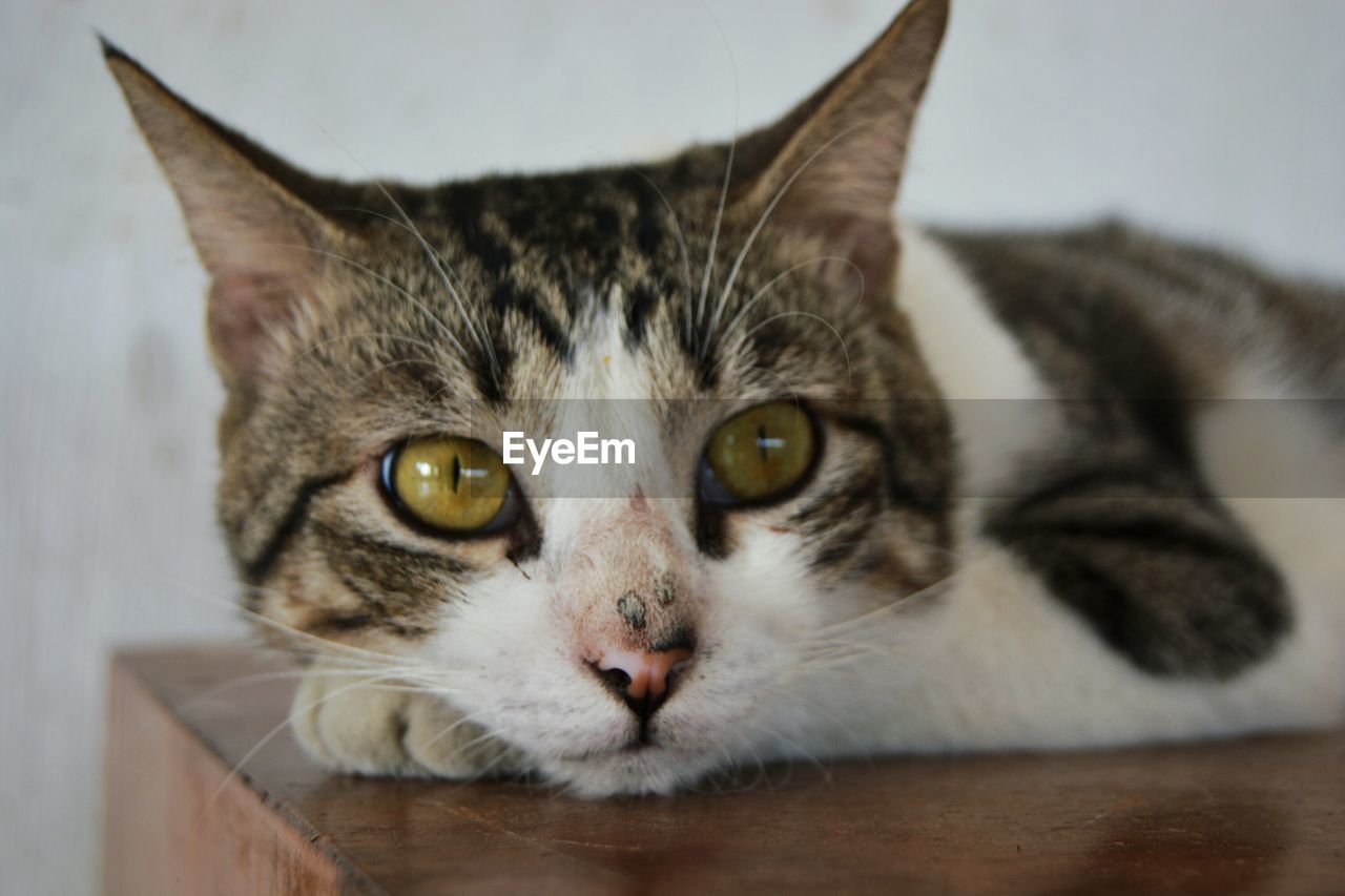 CLOSE-UP PORTRAIT OF CAT WITH EYES