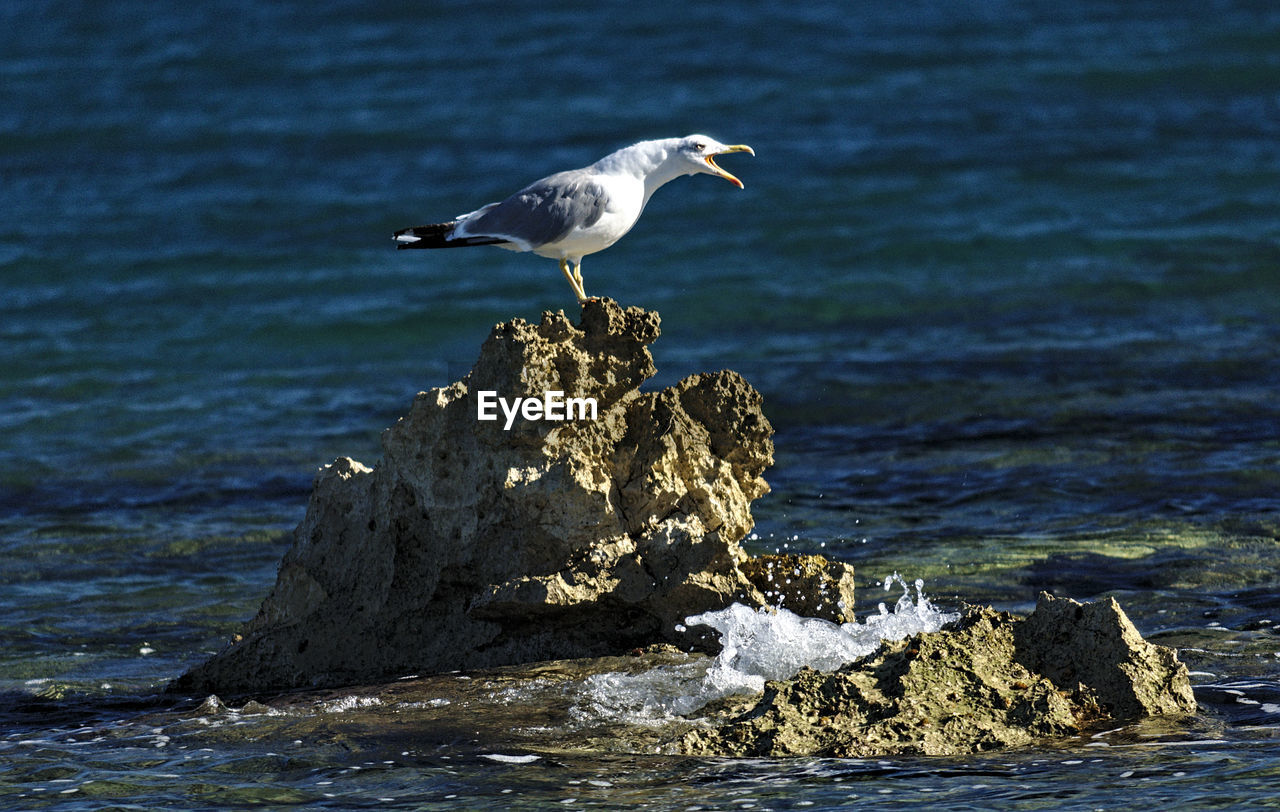 Close-up of seagull perching on rock by sea