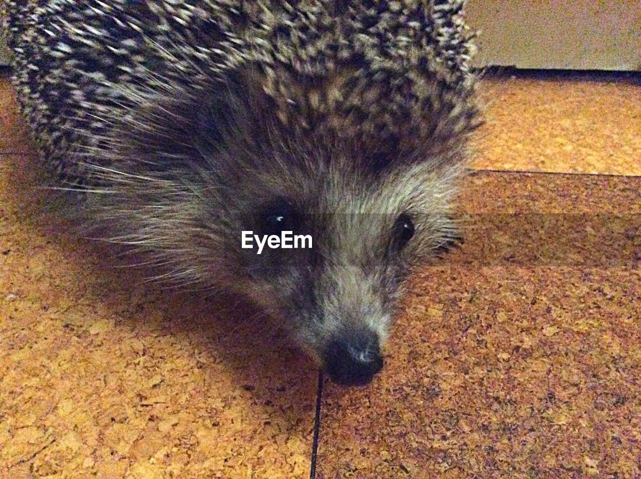 Close-up portrait of hedgehog on floor