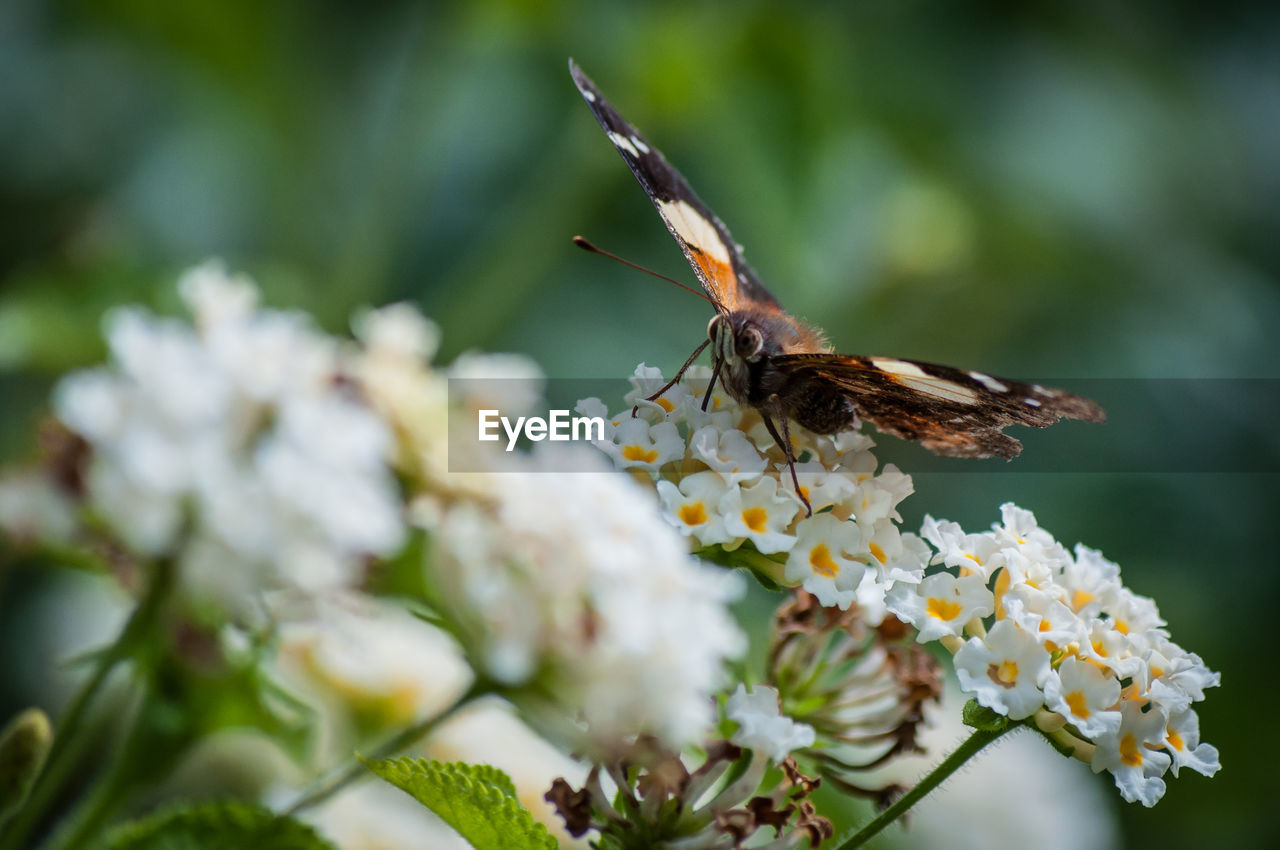 CLOSE-UP OF INSECT ON FLOWER