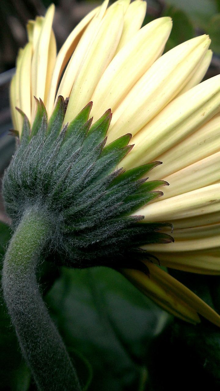 Close-up view of flower