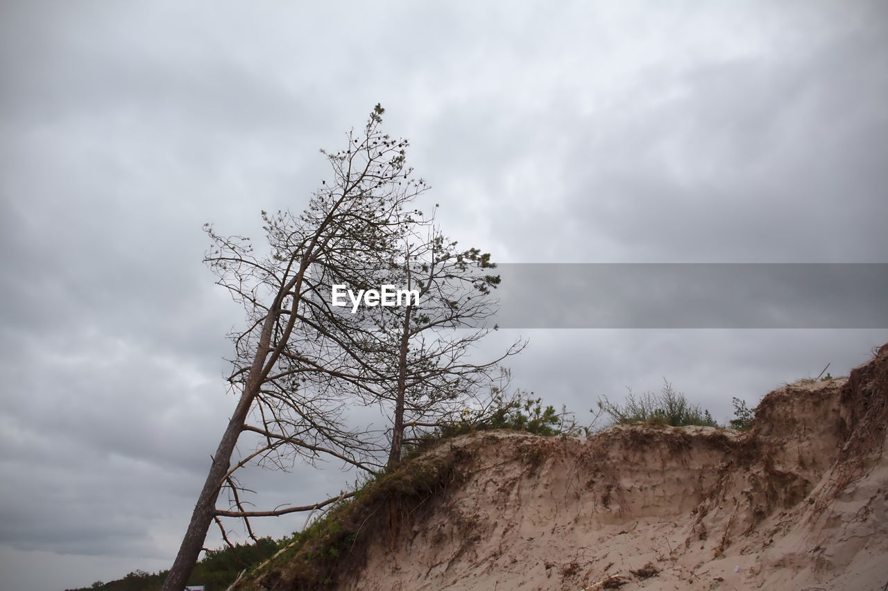 LOW ANGLE VIEW OF PLANT AGAINST SKY