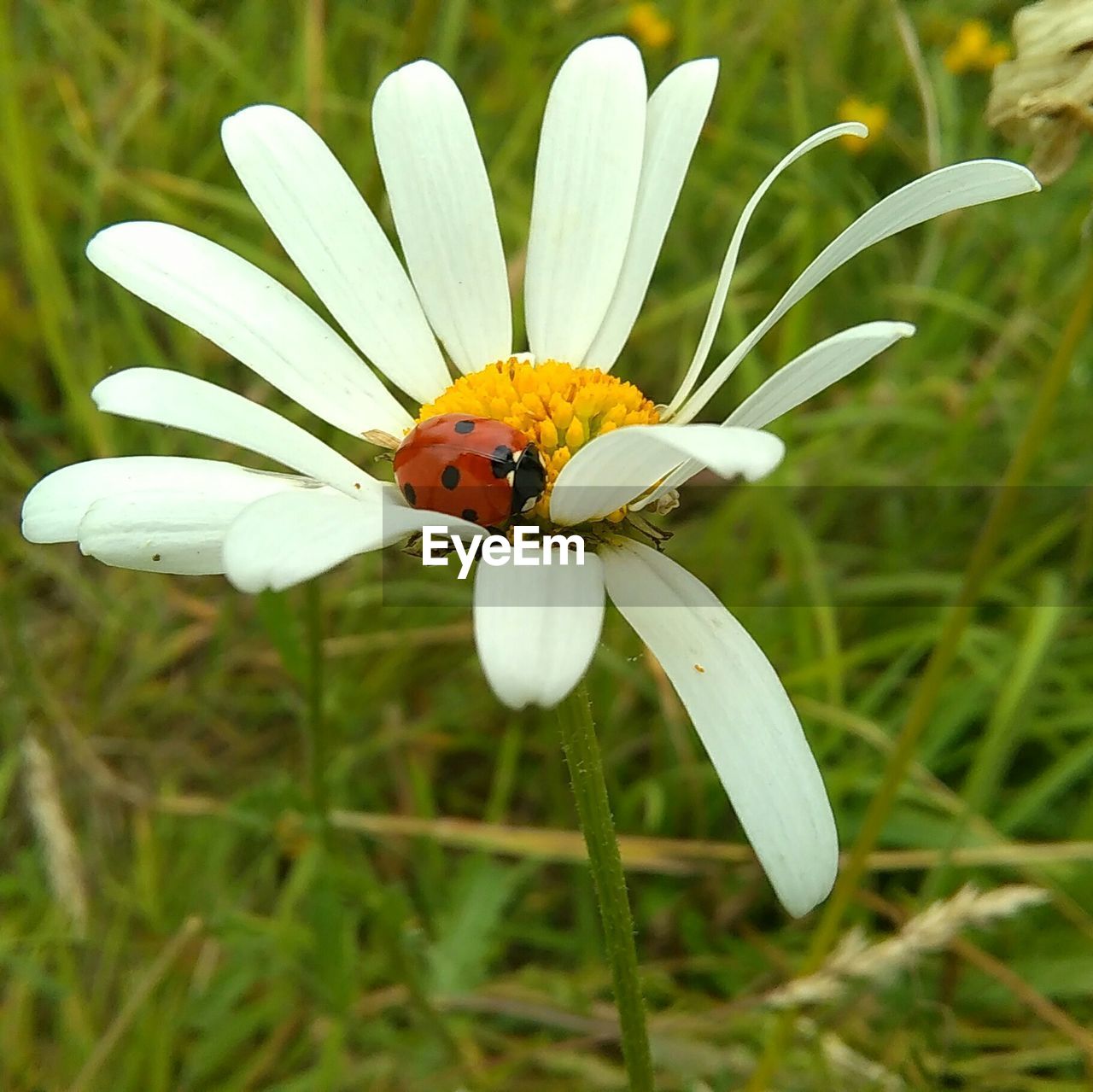 Close-up of ladybug on white flower