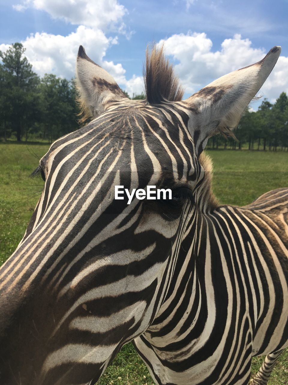 CLOSE-UP OF ZEBRAS ON FIELD AGAINST SKY