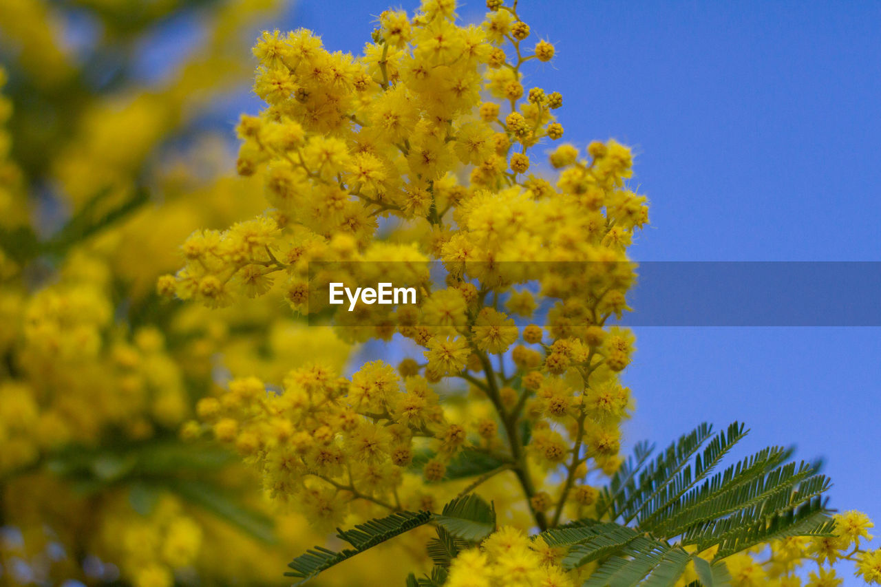 Mimosa tree or acacia pycnantha, golden wattle,yellow flowering in the on blue sky background.