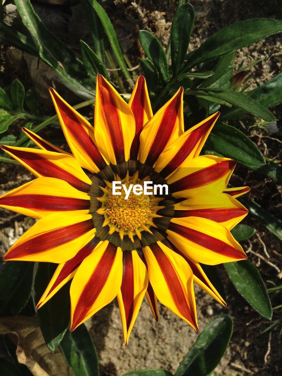 CLOSE-UP OF FRESH YELLOW FLOWER BLOOMING OUTDOORS