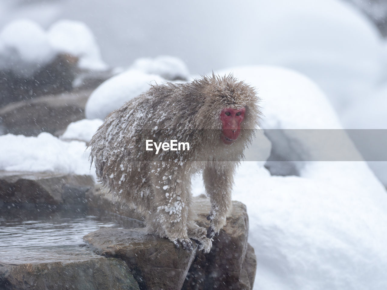 Monkey in a snow