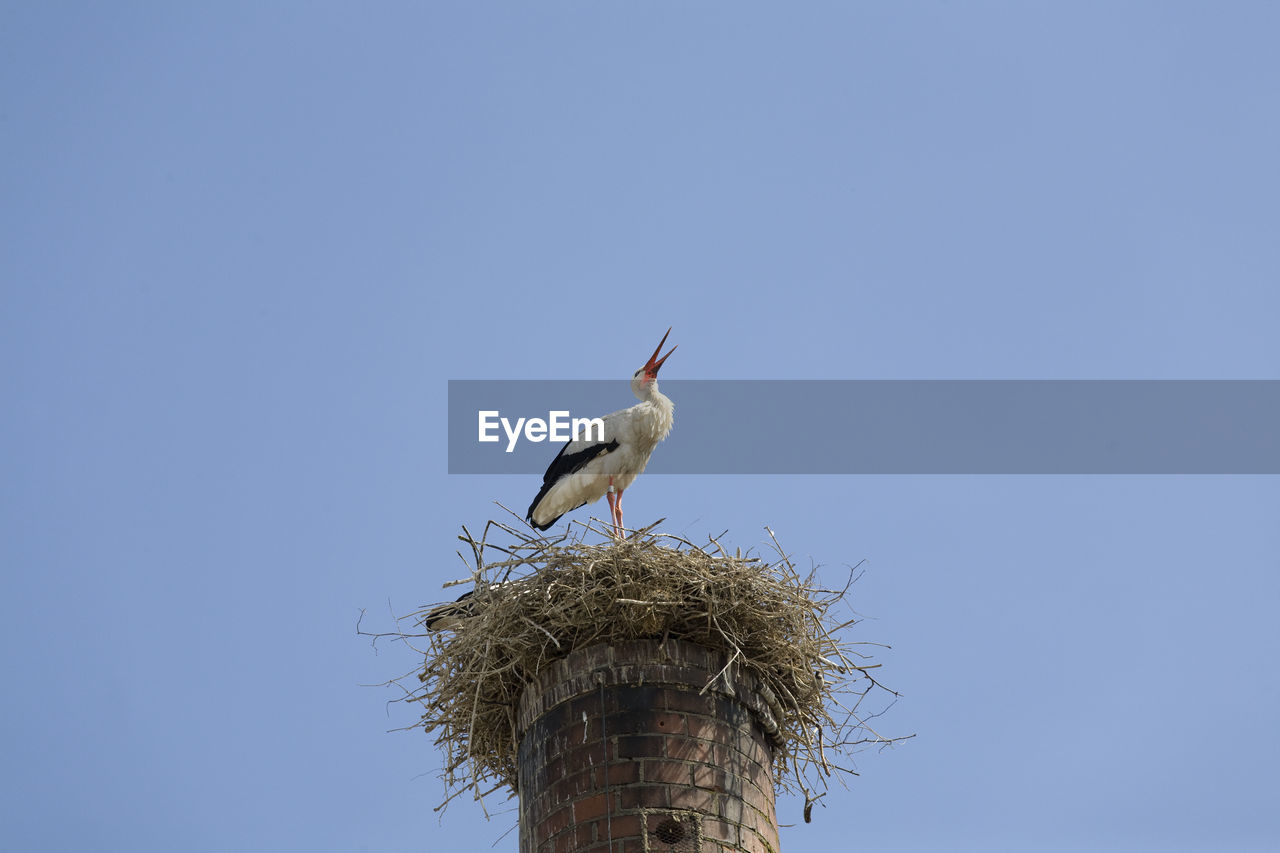 LOW ANGLE VIEW OF BIRD PERCHING ON NEST AGAINST BLUE SKY