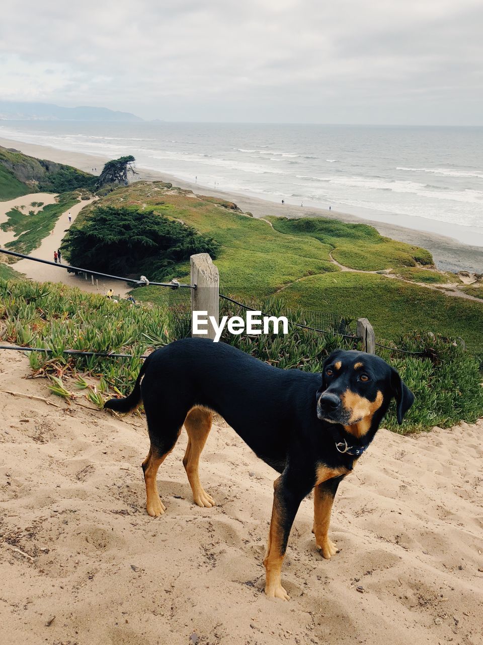 DOG STANDING ON LAND AGAINST SEA