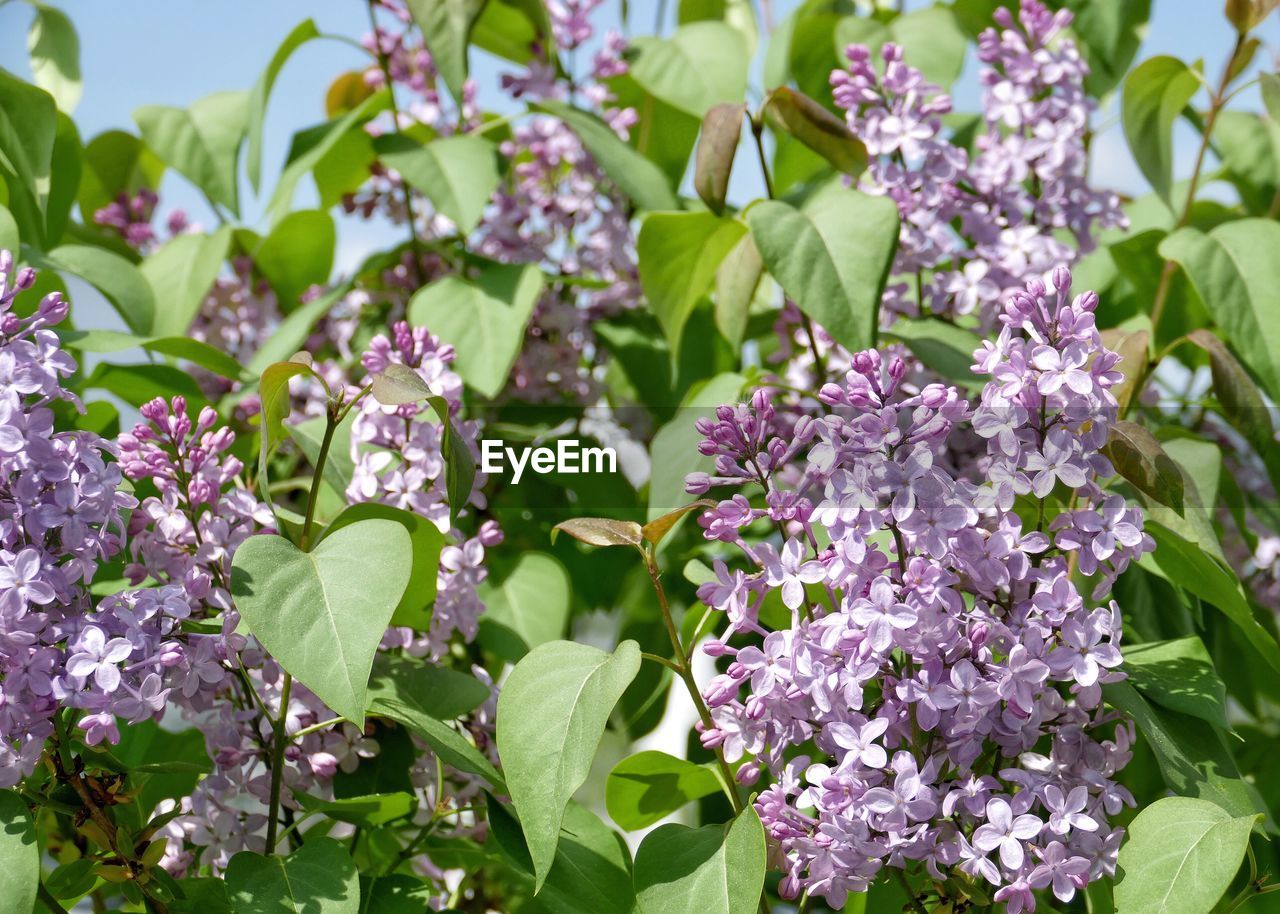 CLOSE-UP OF FLOWERING PLANTS