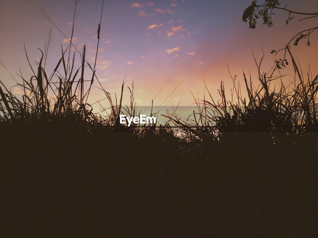 Grass against sky at sunset