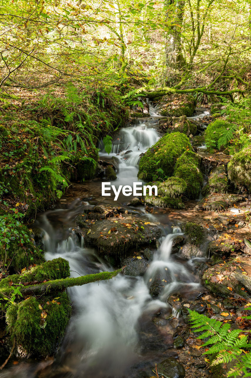 STREAM FLOWING IN FOREST