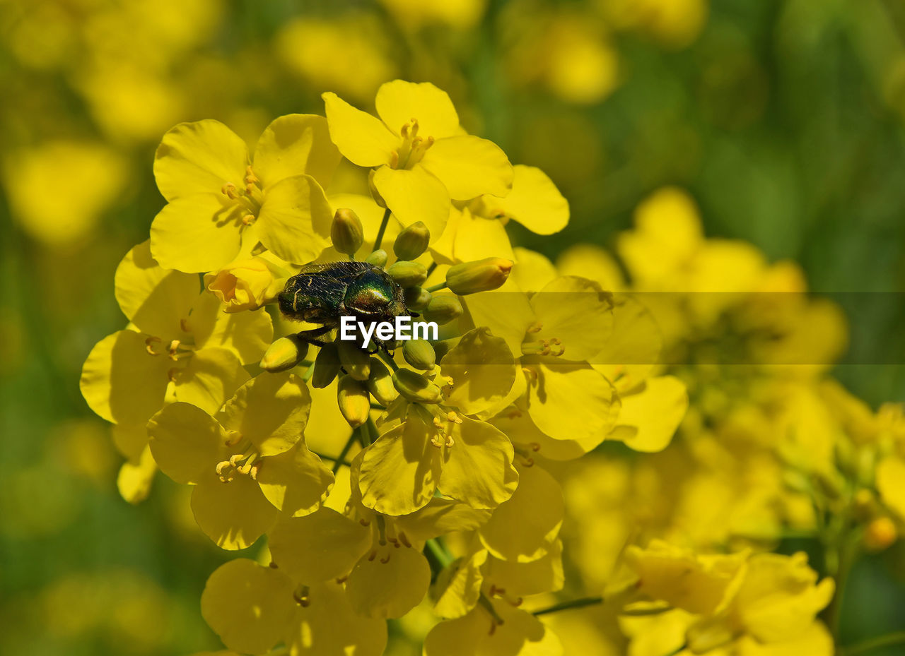 Close-up of bug on oilseed rape flowers blooming outdoors