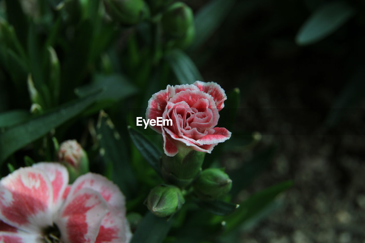 CLOSE-UP OF PINK ROSE PLANT