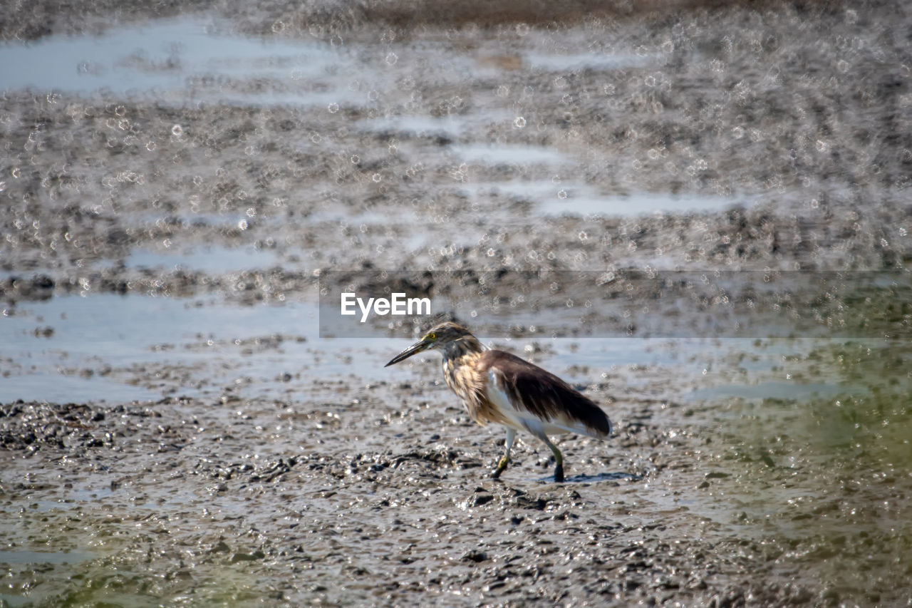 The chinese pond heron bird brown looking for food on the wetlands