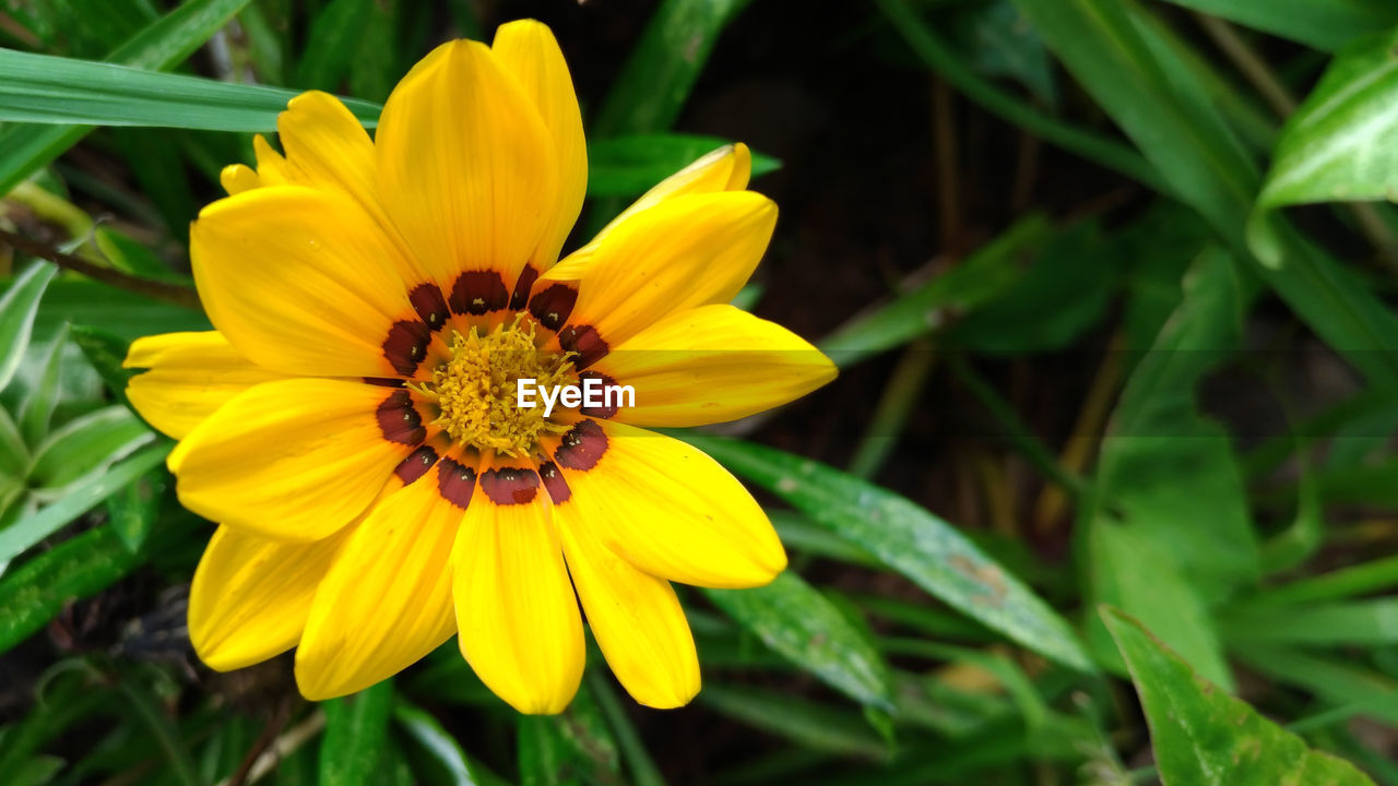 CLOSE-UP OF YELLOW FLOWER AND PLANTS