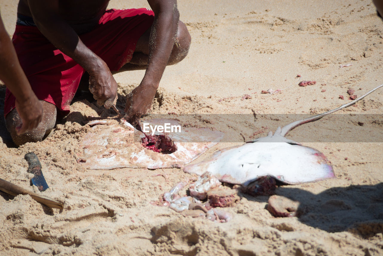 Fisherman cutting fish with a knife in the sand of rio vermelho beach in salvador, bahia, brazil.